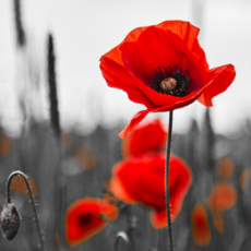 Felrode klaprozen op een grauwgrijze achtergrond